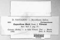 Capnodium nerii image
